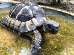 Hermanns : Male approx 10/15 years old (Tortoise)